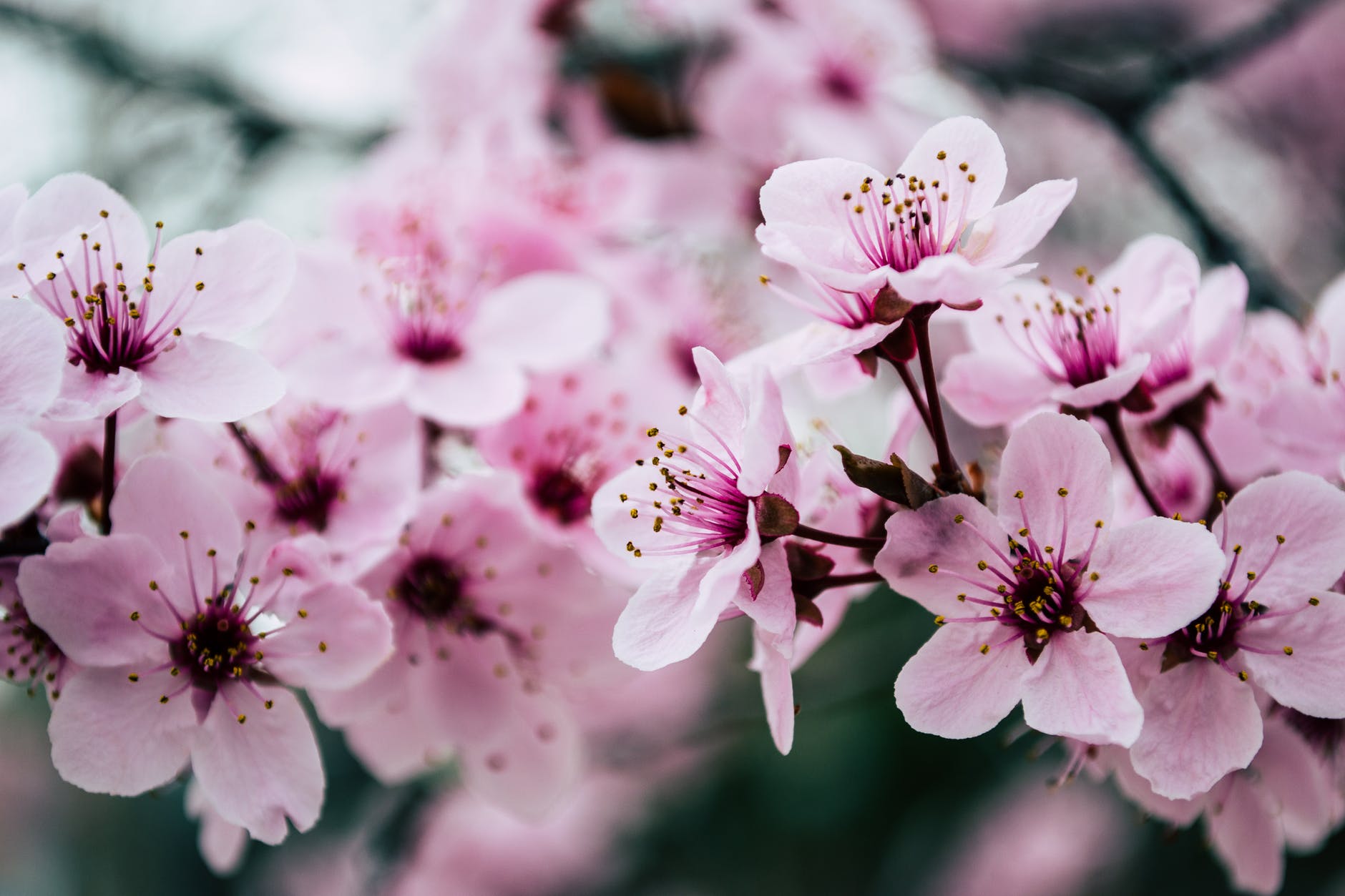 As the Light Returns 2 pink petaled flowers closeup photo